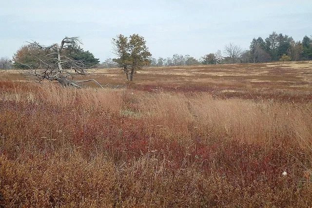 Big Meadows area, Shenandoah National Park, Virginia